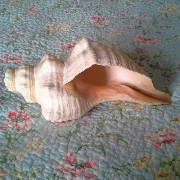 God's Ocean Creation Other - RARE Giant Horn Conch